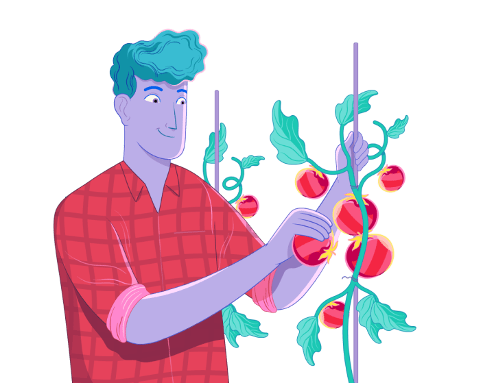 Ilustração de um homem com camisa xadrez vermelha, colhendo tomates